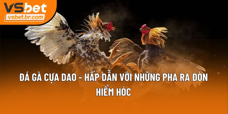 Đá gà cựa dao